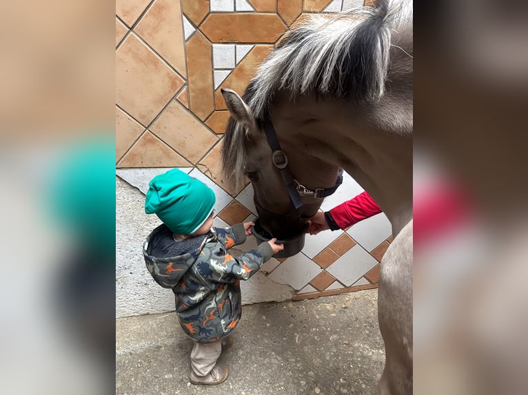 Konik Stute 5 Jahre 136 cm Falbe in P&#xFC;rgen