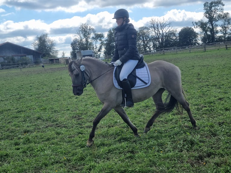 Konik Stute 5 Jahre 136 cm Falbe in P&#xFC;rgen