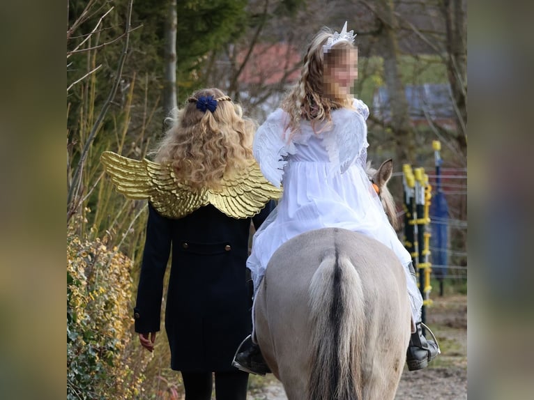 Konik Stute 5 Jahre 136 cm Falbe in P&#xFC;rgen