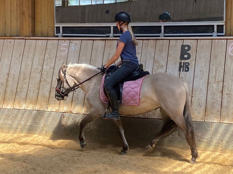 Konik Stute 5 Jahre 136 cm Falbe in P&#xFC;rgen