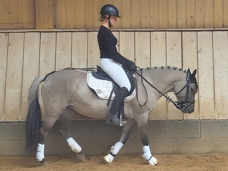 Konik Stute 5 Jahre 136 cm Falbe in P&#xFC;rgen
