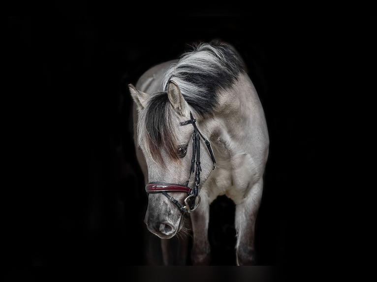 Konik Stute 5 Jahre 136 cm Falbe in P&#xFC;rgen