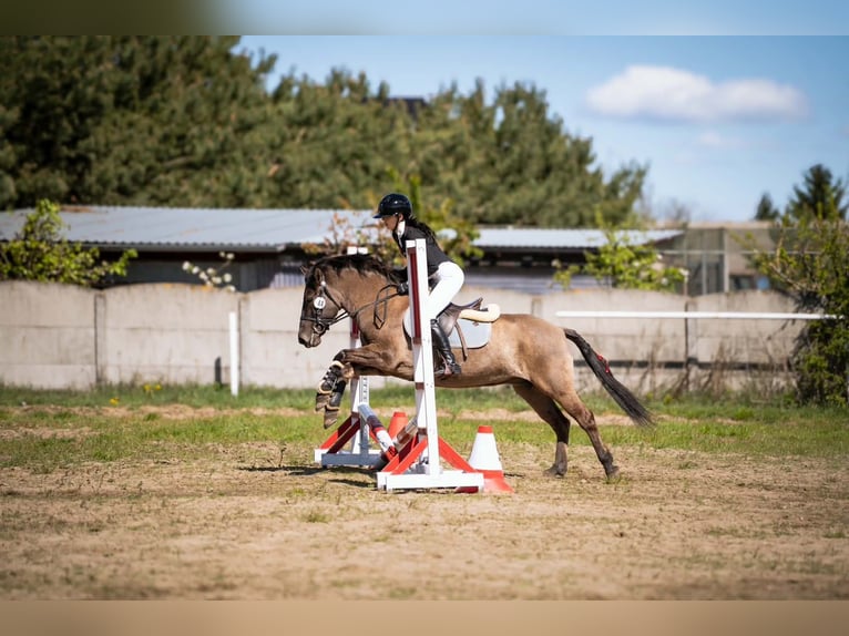 Konik Stute 5 Jahre 138 cm Falbe in Görzke