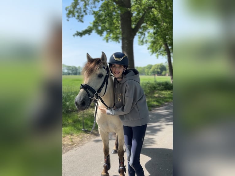 Konik Stute 5 Jahre 140 cm  in Löningen