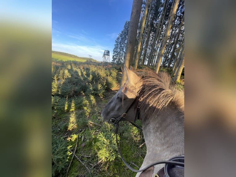 Konik Stute 5 Jahre 140 cm Grullo in Aichach