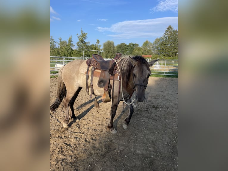 Konik Stute 5 Jahre 140 cm Grullo in Aichach