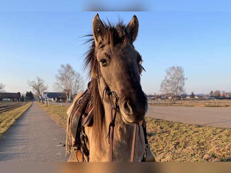 Konik Stute 5 Jahre 140 cm Grullo in Aichach