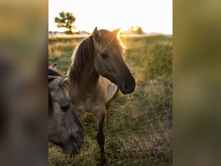 Konik Stute 5 Jahre 140 cm Grullo in Aichach