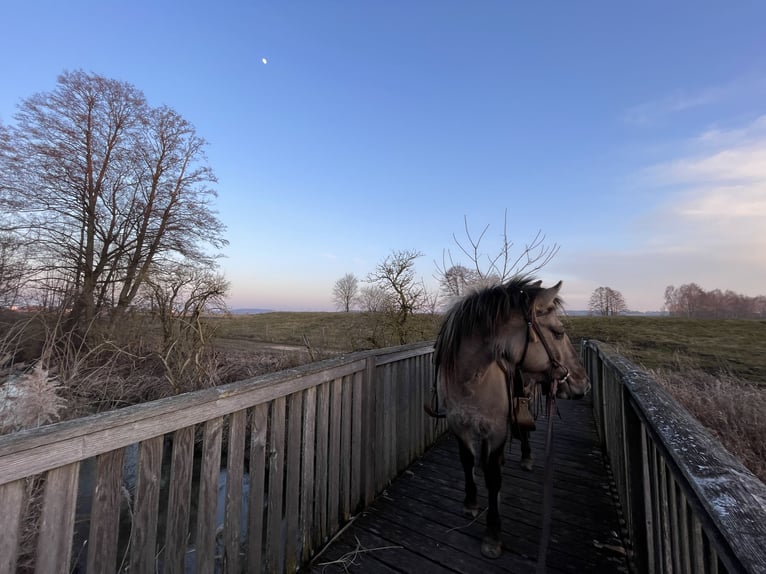 Konik Stute 5 Jahre 140 cm Grullo in Aichach