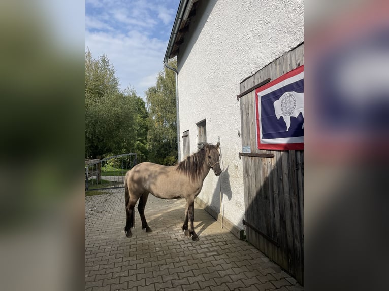 Konik Stute 5 Jahre 140 cm Grullo in Aichach