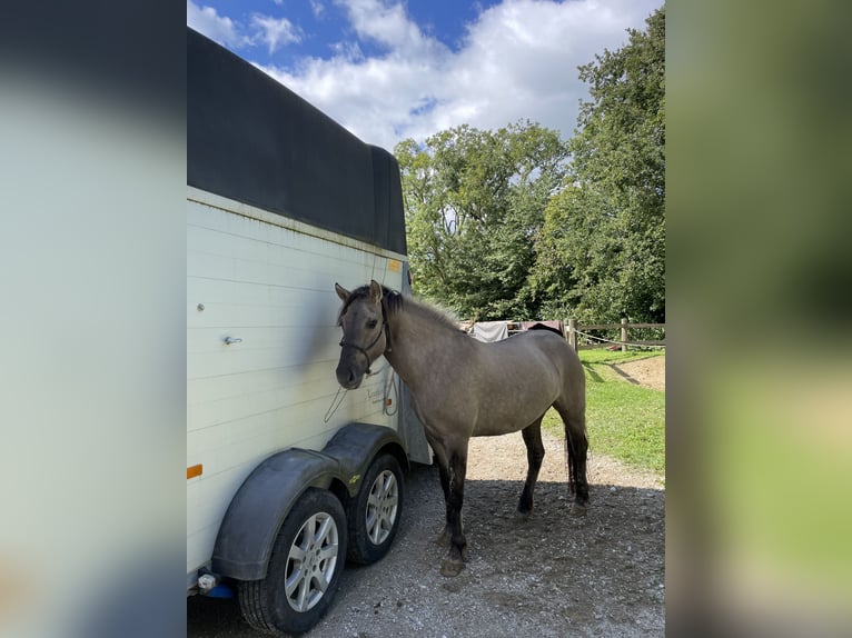 Konik Stute 5 Jahre 140 cm Grullo in Aichach