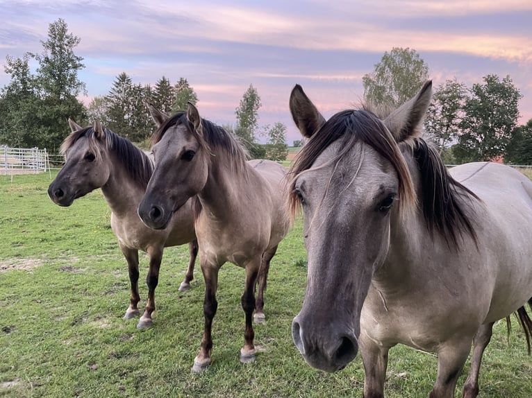 Konik Stute 5 Jahre 140 cm Grullo in Aichach