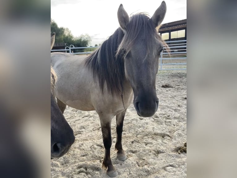 Konik Stute 5 Jahre 140 cm Grullo in Aichach
