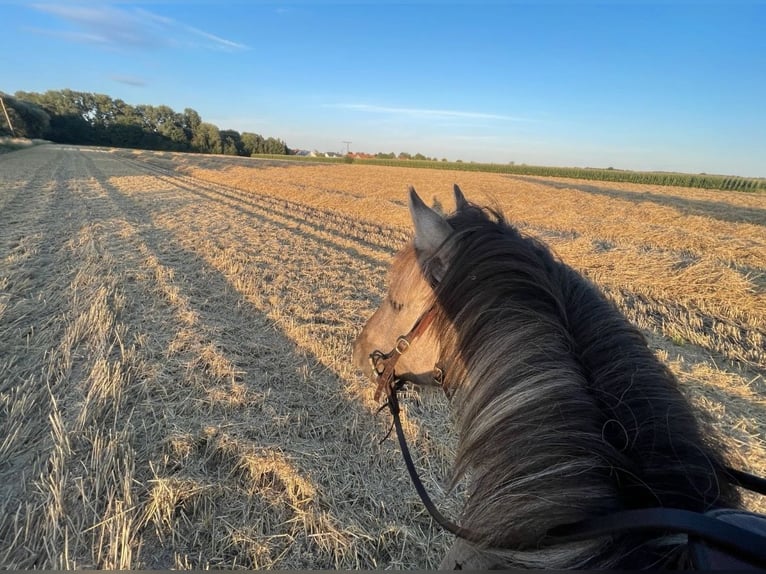 Konik Stute 5 Jahre 140 cm Grullo in Aichach