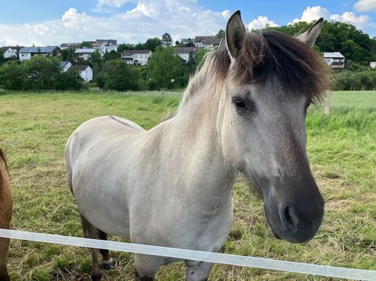 Konik Mix Stute 5 Jahre 148 cm Grullo in Calden