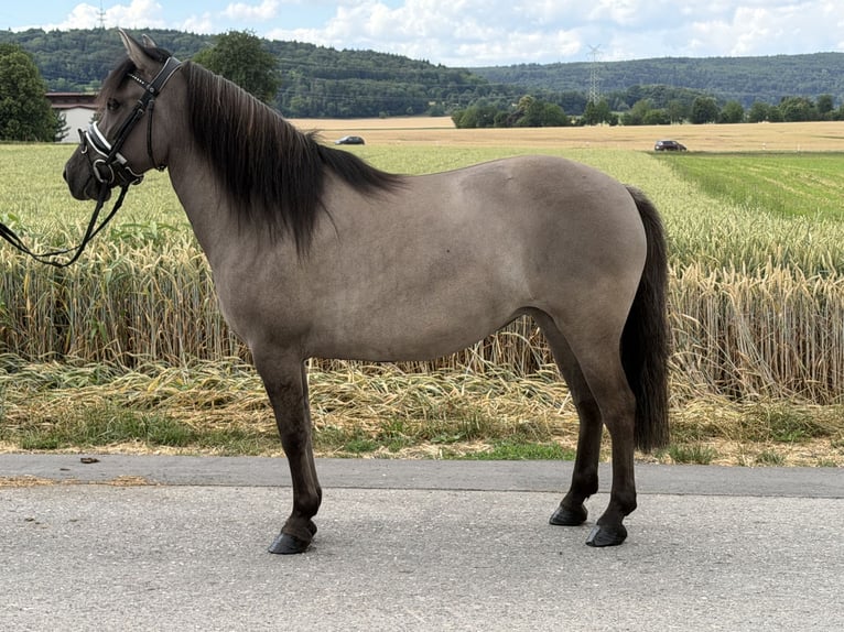 Konik Mix Stute 6 Jahre 133 cm Falbe in Riedlingen