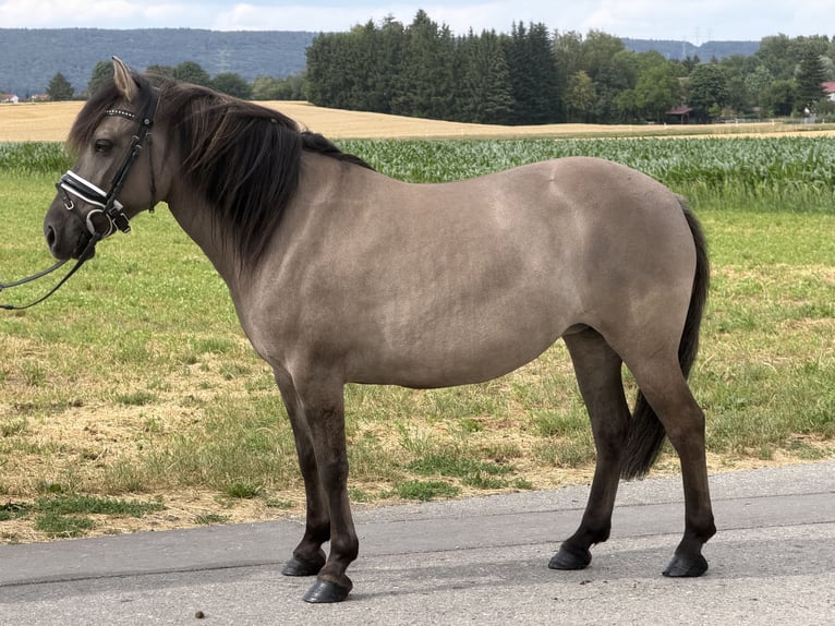 Konik Mix Stute 6 Jahre 133 cm Falbe in Riedlingen