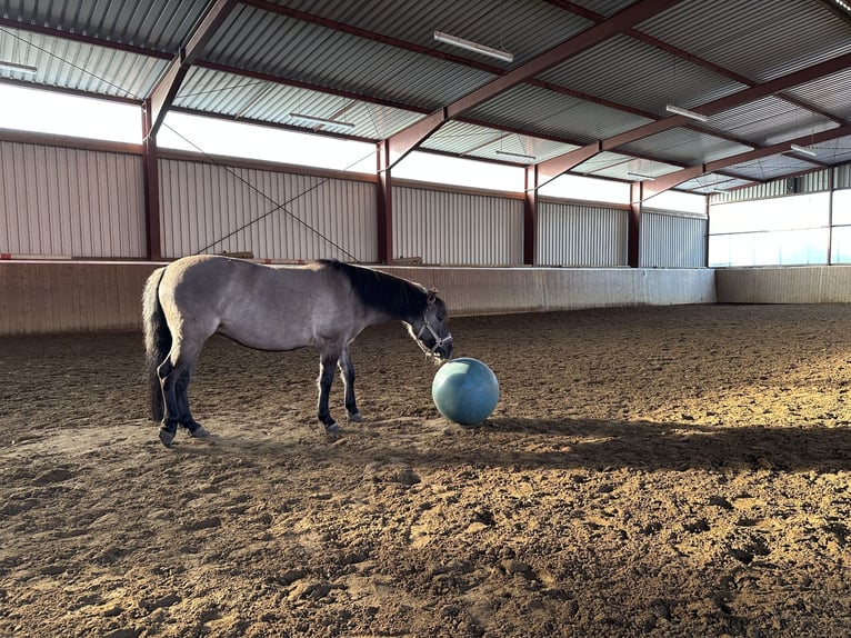 Konik Stute 6 Jahre 135 cm Falbe in Hatten