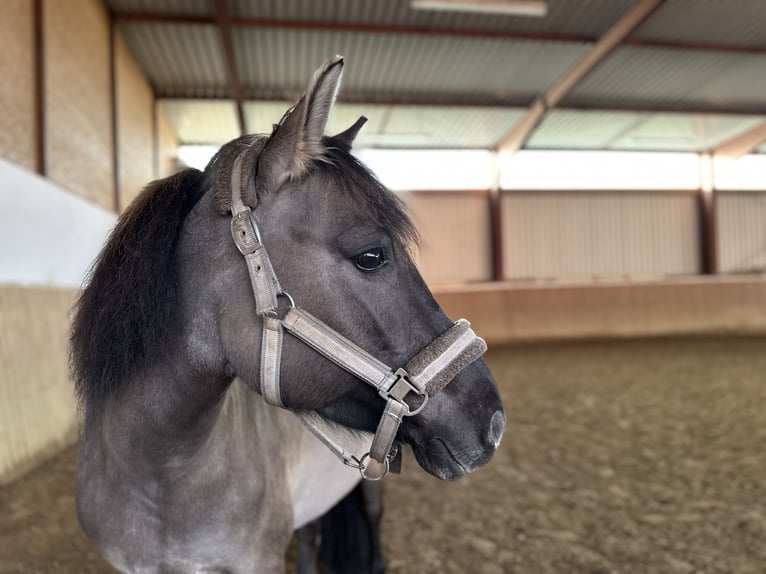 Konik Stute 6 Jahre 135 cm Falbe in Hatten