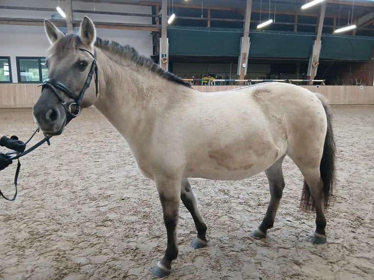 Konik Stute 6 Jahre 136 cm  in Rhede