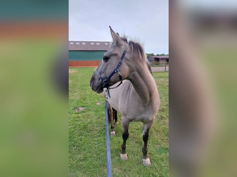 Konik Stute 6 Jahre 137 cm in K&#xF6;ln