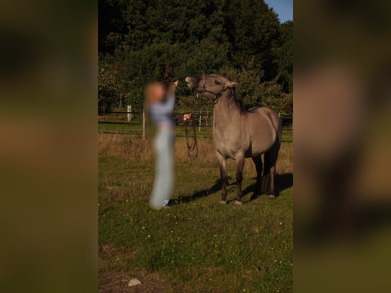 Konik Stute 6 Jahre 137 cm in K&#xF6;ln