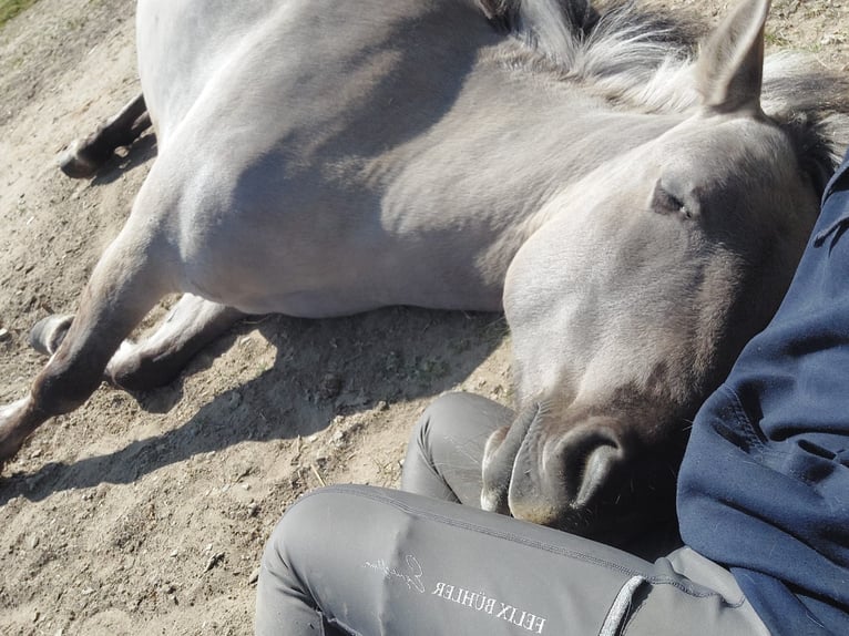 Konik Stute 6 Jahre 138 cm Falbe in K&#xF6;ln