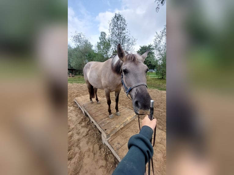 Konik Stute 6 Jahre 138 cm Falbe in Monheim am Rhein