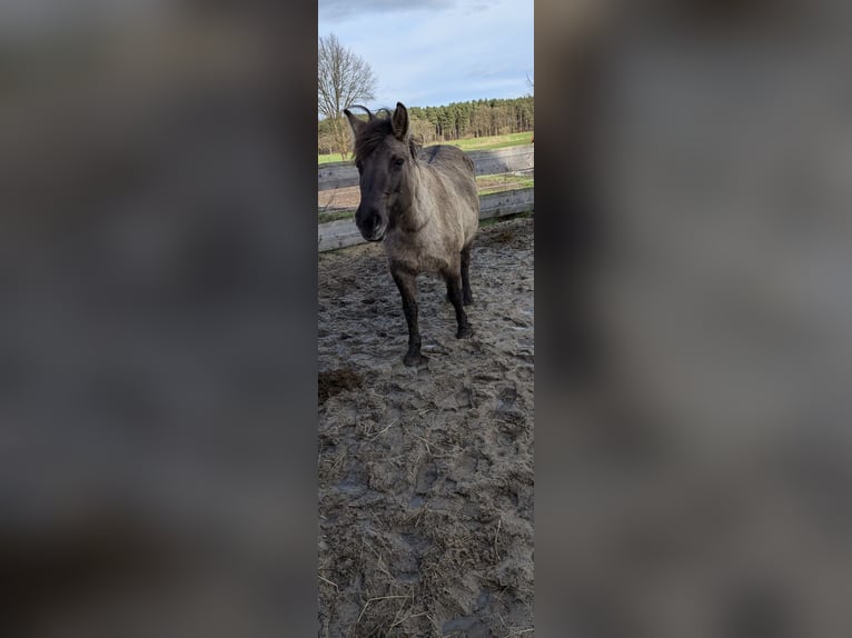 Konik Stute 6 Jahre 140 cm in Bröckel