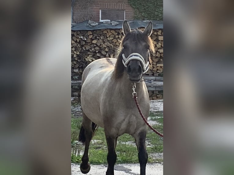 Konik Stute 6 Jahre 140 cm in Bröckel