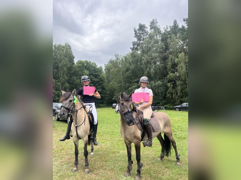 Konik Stute 6 Jahre 141 cm Falbe in Iwanowice