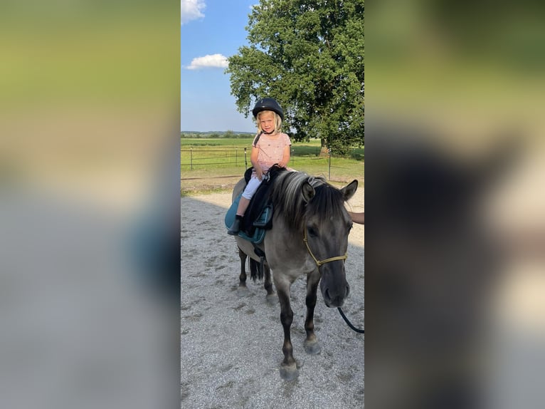 Konik Stute 7 Jahre 130 cm in Tittmoning