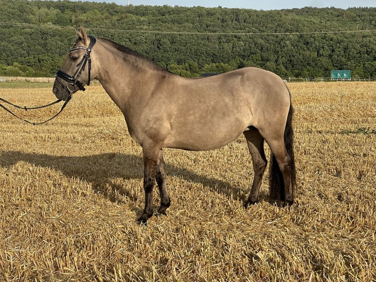 Konik Stute 7 Jahre 134 cm Falbe in Hüttenberg