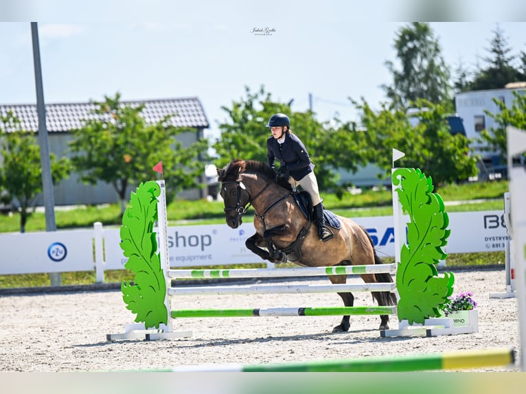 Konik Stute 7 Jahre 137 cm in Kudypy