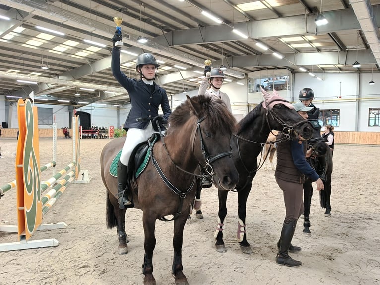 Konik Stute 7 Jahre 137 cm in Kudypy