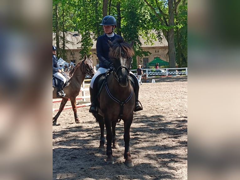 Konik Stute 7 Jahre 137 cm in Kudypy