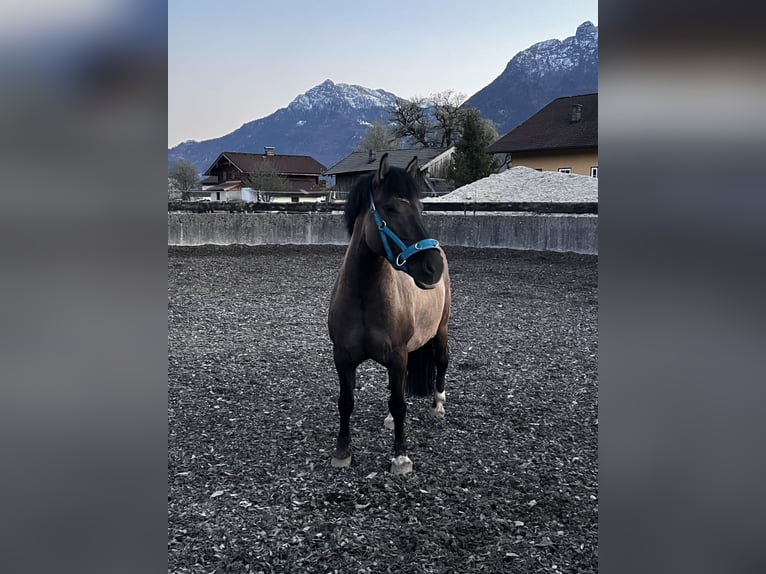 Konik Stute 7 Jahre 142 cm Falbe in Kuchl
