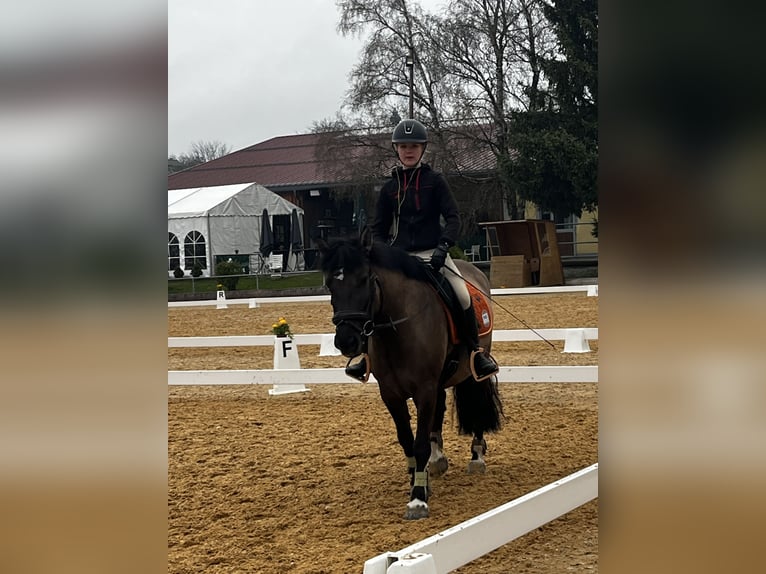 Konik Stute 7 Jahre 142 cm Falbe in Kuchl