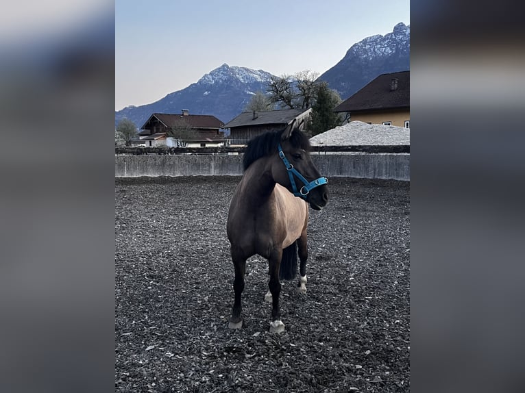 Konik Stute 7 Jahre 142 cm Falbe in Kuchl