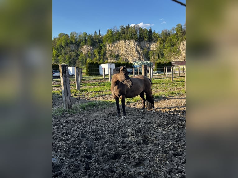Konik Stute 7 Jahre 142 cm Falbe in Kuchl