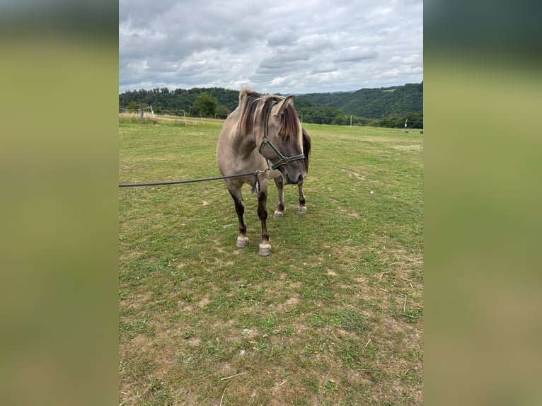 Konik Stute 7 Jahre 145 cm in Strotzb&#xFC;sch