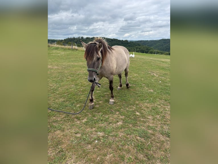 Konik Stute 7 Jahre 145 cm in Strotzb&#xFC;sch