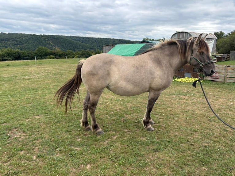 Konik Stute 7 Jahre 145 cm in Strotzb&#xFC;sch