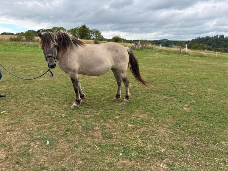 Konik Stute 7 Jahre 145 cm in Strotzb&#xFC;sch