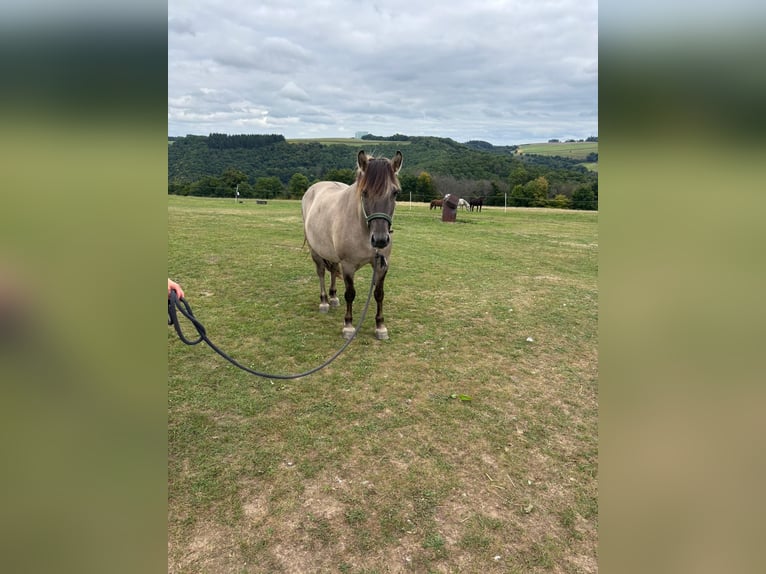 Konik Stute 7 Jahre 145 cm in Strotzb&#xFC;sch