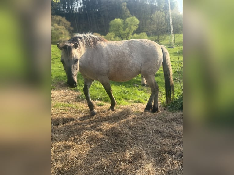 Konik Stute 8 Jahre 135 cm Falbe in ZweibrückenZweibrücken