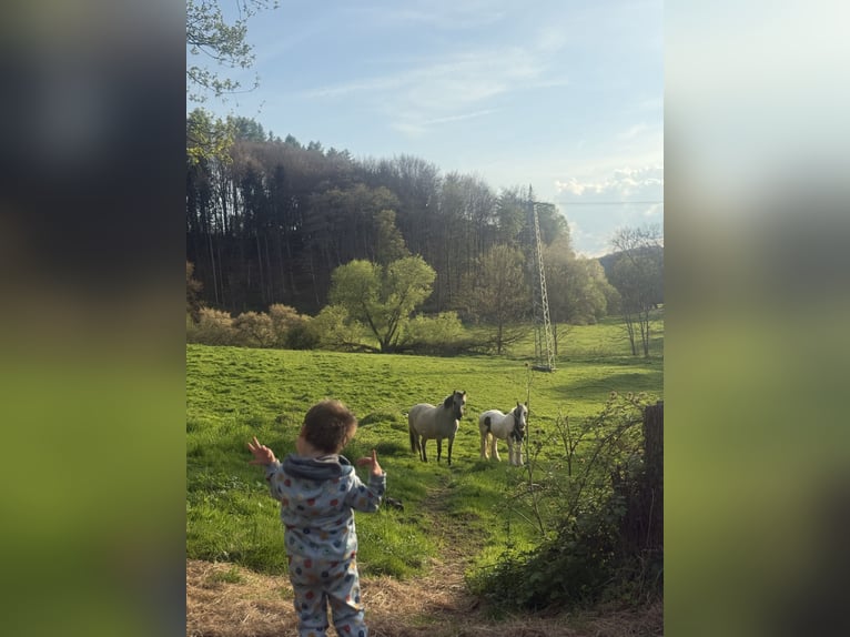Konik Stute 8 Jahre 135 cm Falbe in ZweibrückenZweibrücken