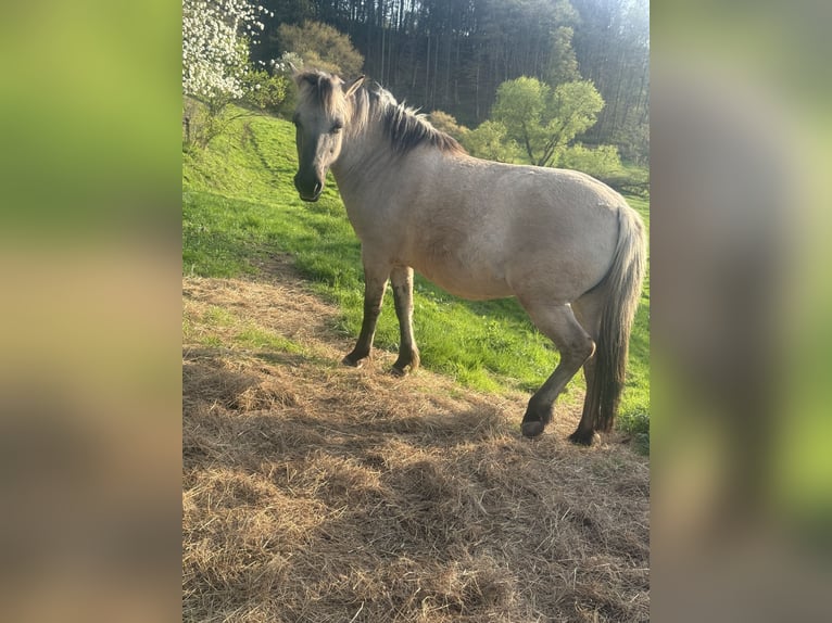 Konik Stute 8 Jahre 135 cm Falbe in ZweibrückenZweibrücken