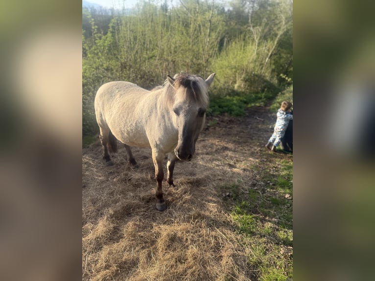 Konik Stute 8 Jahre 135 cm Falbe in ZweibrückenZweibrücken