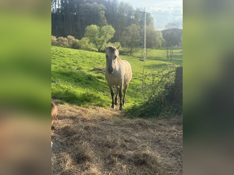 Konik Stute 8 Jahre 135 cm Falbe in ZweibrückenZweibrücken